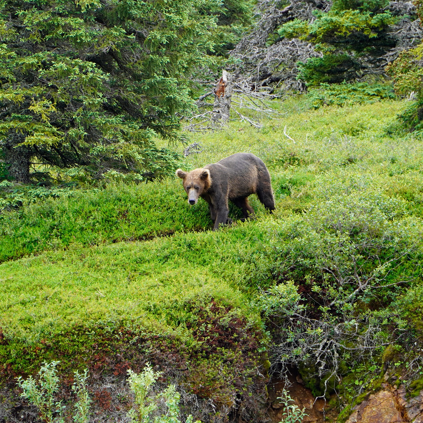 A curious brown bear near the lodge