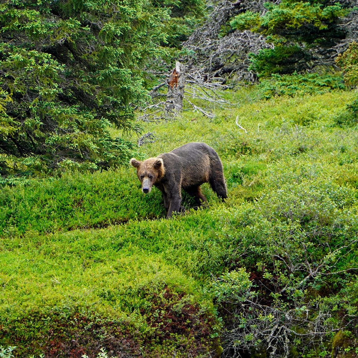 A bear watching the fishing group