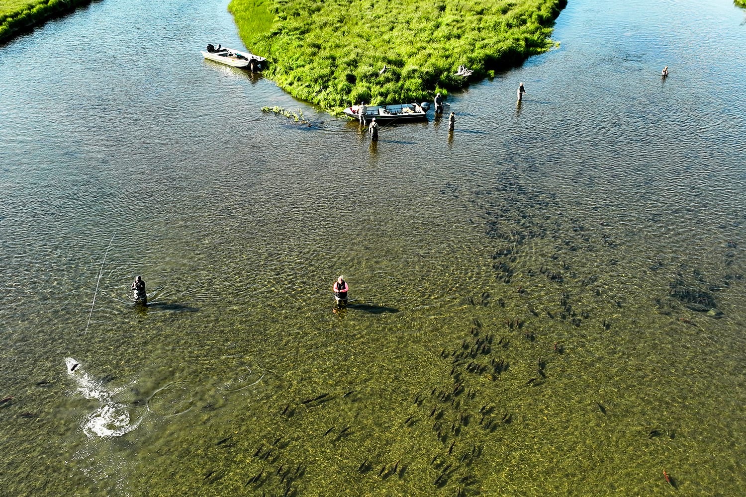 Sockeye salmon stacked in clear water below wading anglers